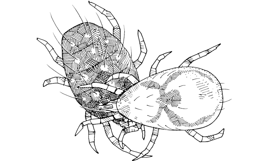 Dravy Roztoc Typhlodromus Pyri